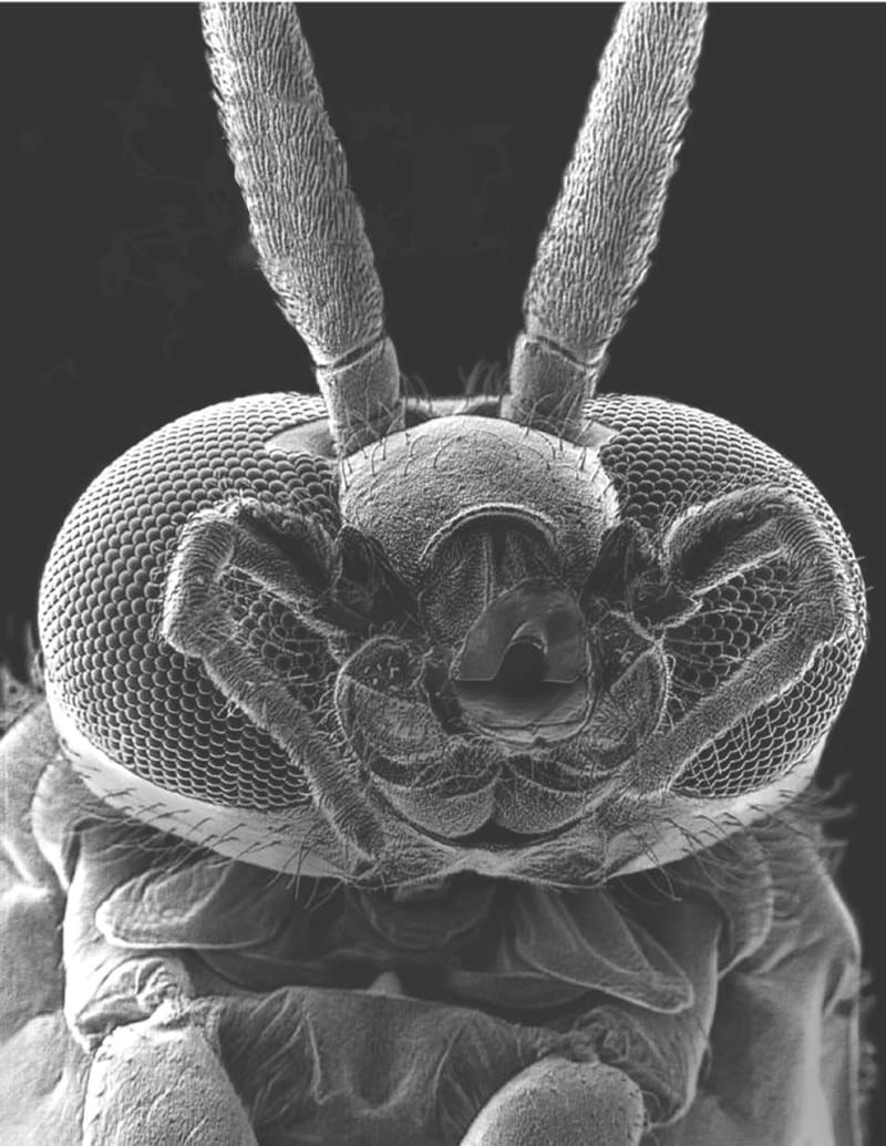 Nejpodivnější hlavy hmyzu zblízka - Obrázek 5