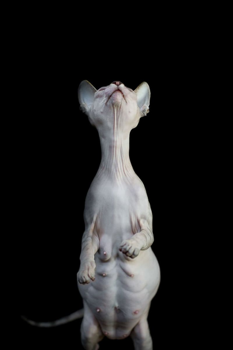 Kočky sfinx - Obrázek 13