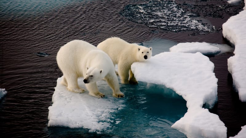 Kde se úbytek polárních oblastí v důsledku klimatických změn zastaví?