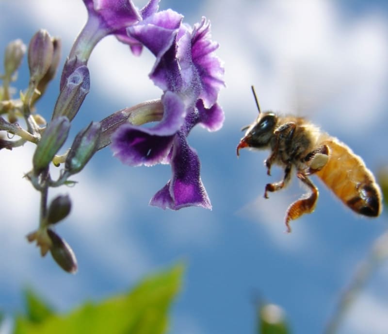 Pokud by včely zmizely z povrchu země, člověku by zůstaly pouhé čtyři roky života
