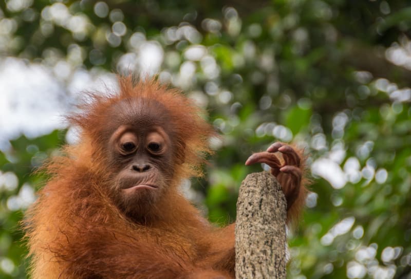 Orangutani: zrzaví pralesní muži, kterým hrozí vyhynutí - Obrázek 7