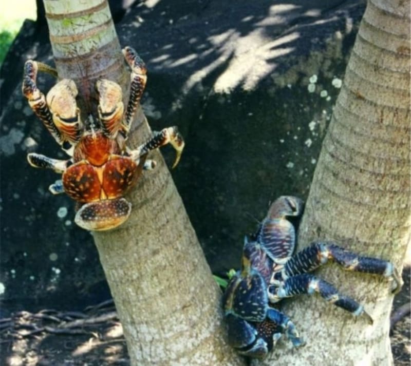 GALERIE: Krab palmový, největší korýš světa! - Obrázek 17
