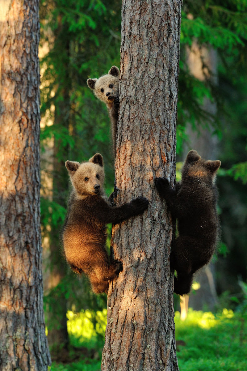 Medvíďata, FOTO: Graham Erik Mandre