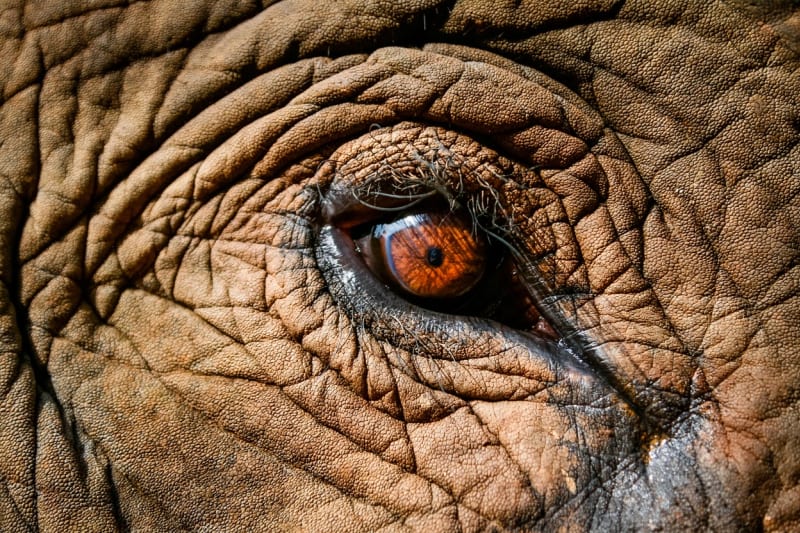 Nejlepší fotografie slonů: Perspektiva je ukazuje z nečekaných úhlů - Obrázek 1