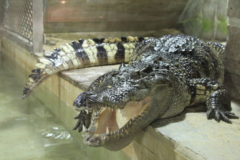 Krokodýli siamský a filipínský - Obrázek 9