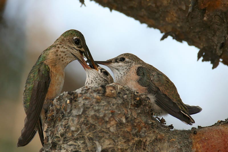 Samice kolibříka Calliopineho při krmení mláďat