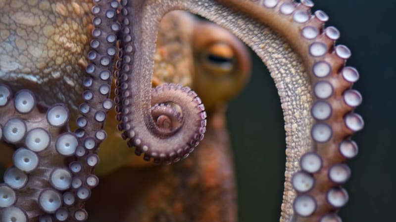 Chobotnice používají chapadla jako jazyk, ochutnávají tak svou kořist