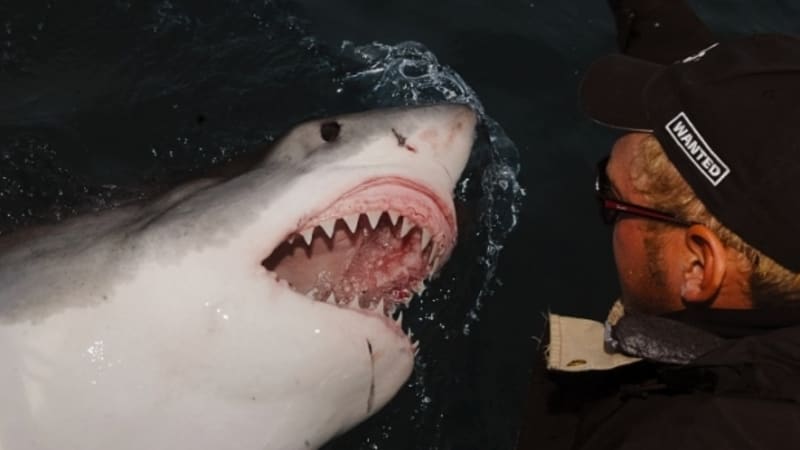 Velký bílý žralok očima Richarda Jaroňka