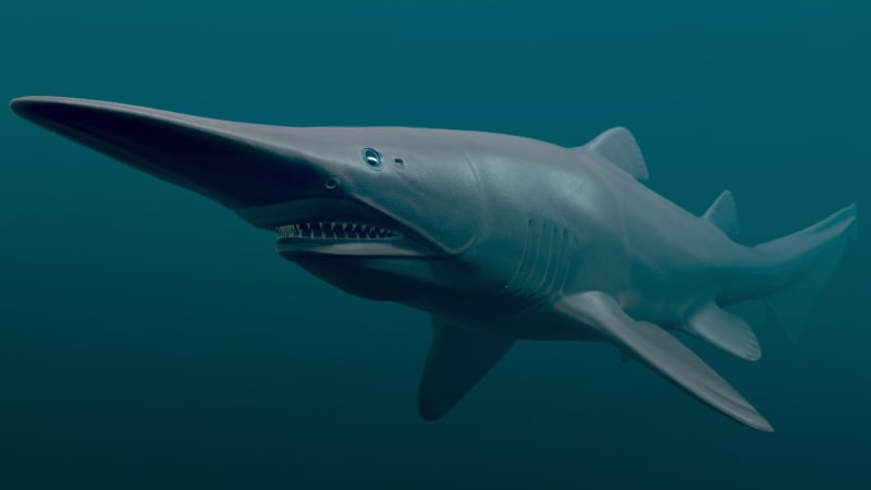 Podivný žralok šotek se chlubí unikátní výsuvnou čelistí. Podívejte se, jak napadne potápěče