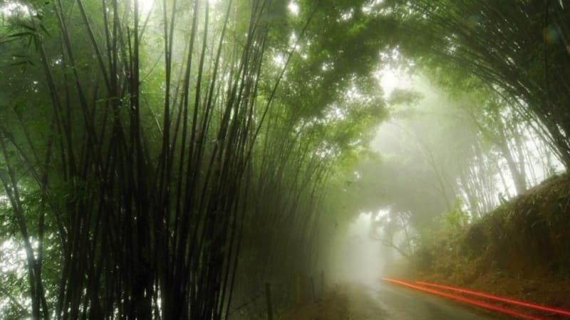 Zázračný bambus