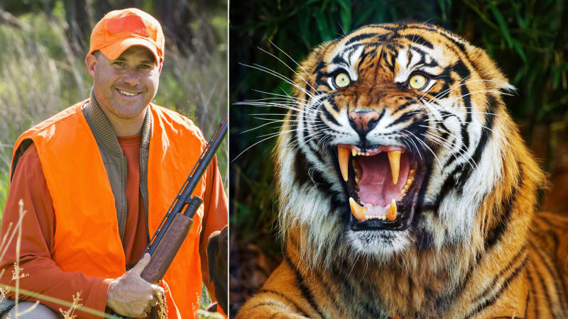 I v Česku lze lovit tygra. Jak funguje zabíjení chráněných druhů v praxi?