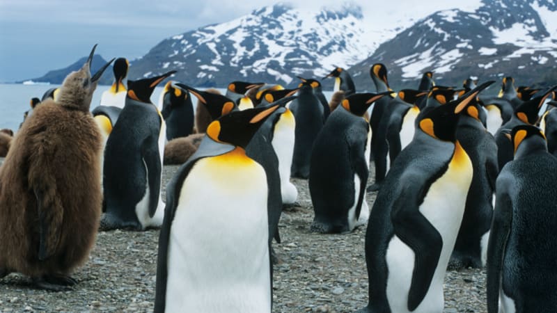 Osmdesát procent tučňáků brzy vymře. Co za to asi může?