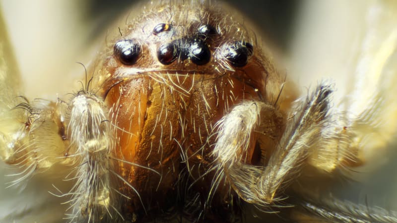 Sadistický pavouk: Nový druh fascinuje rozmnožováním, které nemá daleko k lidským násilníkům