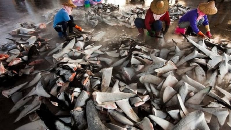Masakr žraloků: vyřešil se už problém v Číně sám?