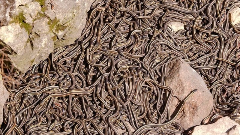 Živý koberec smrti a rozkoše: 35 000 hadů v jedné jámě!