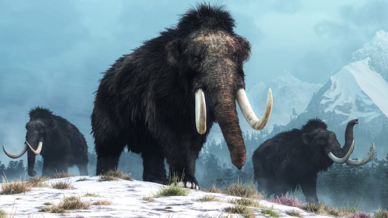 Za vymření mamutů nemůže jen počasí. Teorii se změnou klimatu popírá obří výzkum