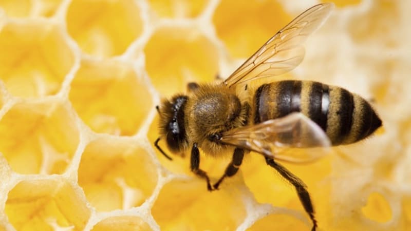 Fascinující VIDEO: Sledujte včelí královnu na svatebním letu