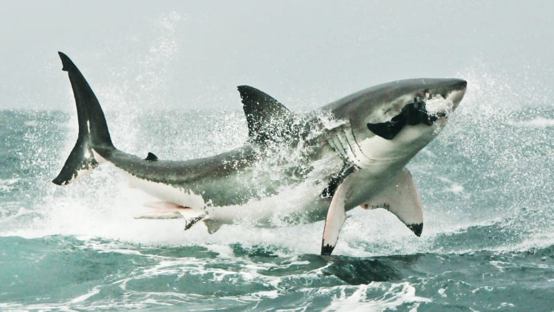 Jak se živí žraloci? Smrtonosné torpédo má sklony ke kanibalismu