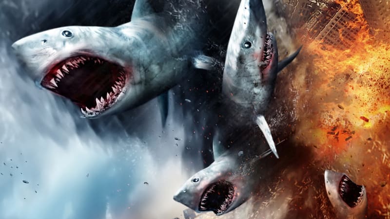 Žraločí tornádo vs. realita: Tropické bouře na žraloky působí, jejich reakce se výrazně liší