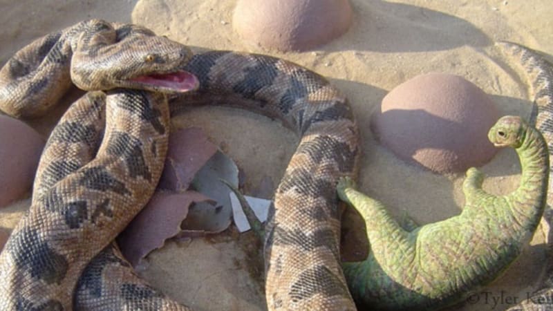 Had, který drtil a polykal dinosaury