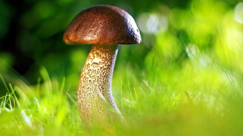 Jaká je to houba? Nová mobilní aplikace rozeznává 1400 druhů