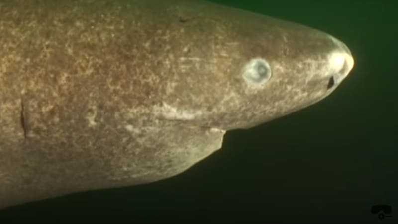 Nejstarší žralok na světě zažil i Shakespeara