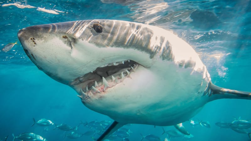 Žralok u Sydney zabil muže, kolemjdoucí jeho útok natočili