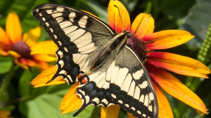 Otakárek - nejkrásnější motýl Evropy