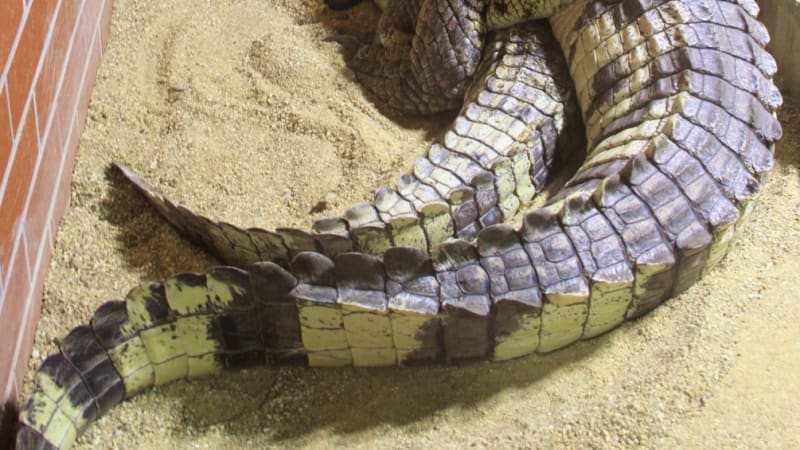 Krokodýli siamský a filipínský