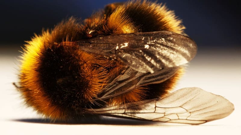 Stačila jedna zima: v Česku tu letošní nepřežila pětina včel! Jinde v Evropě je ještě hůř...
