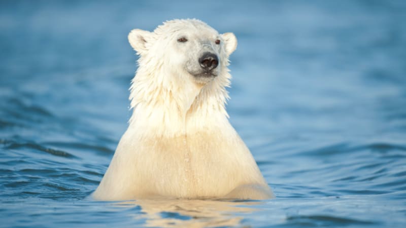 VIDEO: Jak vidí svět lední medvěd