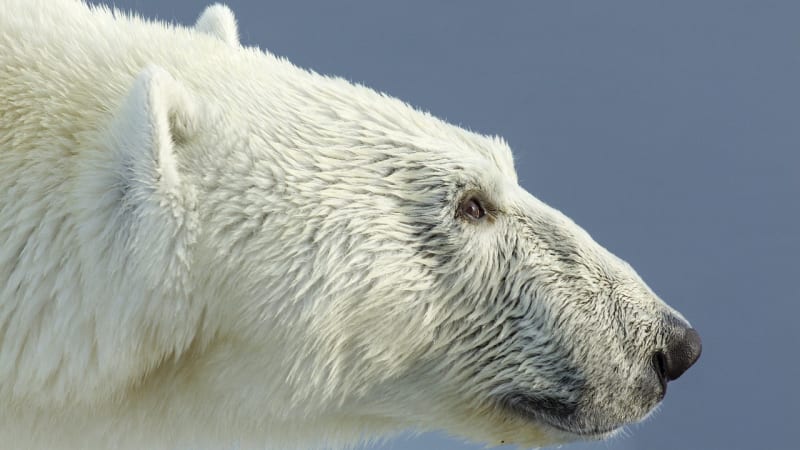 VIDEO: Zoufalý lední medvěd leze i na útes a vybírá ptačí vejce. Lov v Arktidě dnes na Prima ZOOM