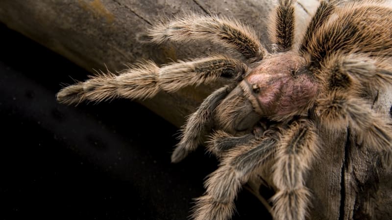 VIDEO: Když si největší pavouk světa pochutná na myši