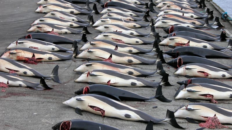 VIDEO: Je to tu zase - krvavý masakr velryb