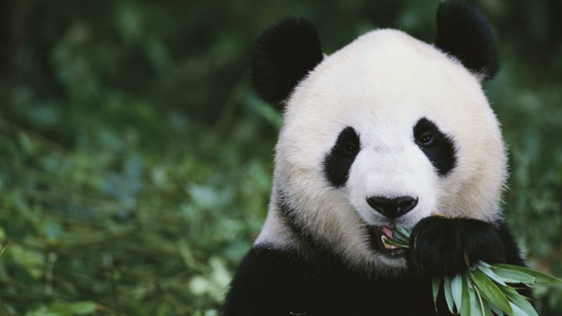 Američani zjistili o pandách něco, co ani Číňani zatím nevěděli!