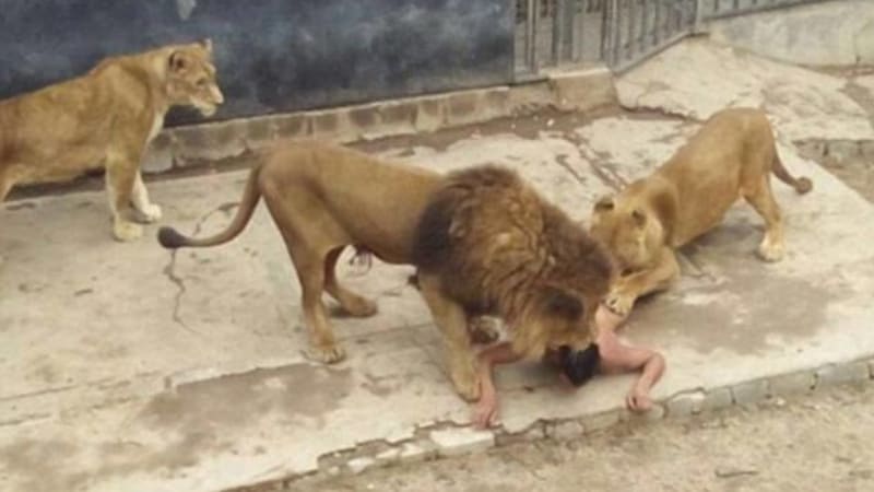 Muž se pokusil spáchat sebevraždu skokem mezi lvy