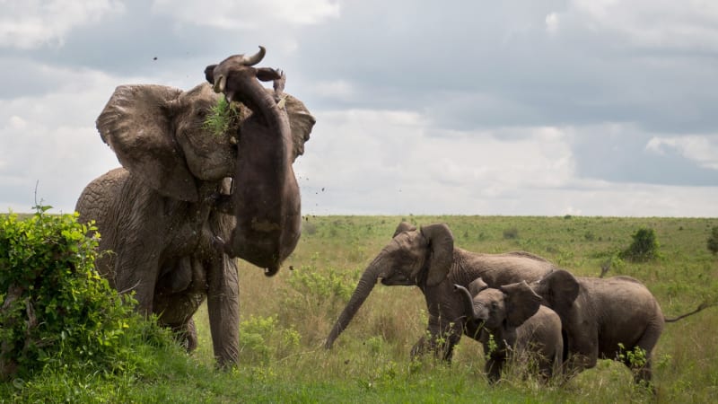 Rozzuřená slonice ochránila svá mláďata