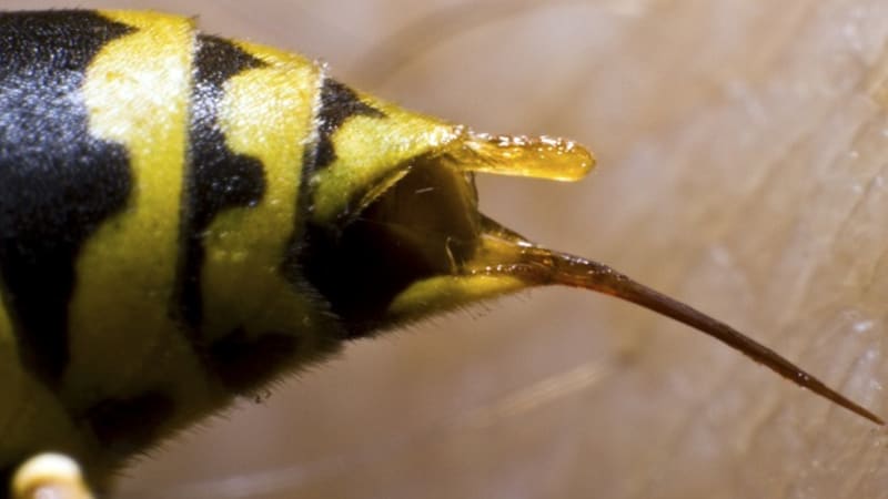 Bolí víc včelí bodnutí do šourku, nebo do nosu? Test na vlastní kůži!