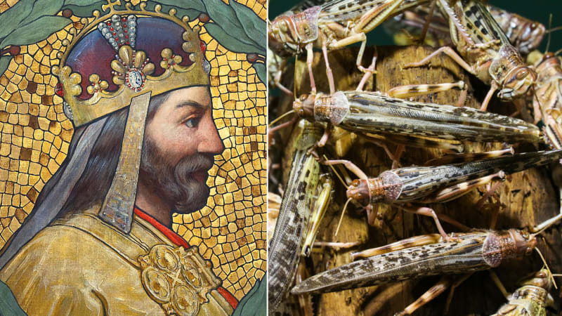 Čechy napadlo za vlády Karla IV. masivní hejno kobylek. Proč ke katastrofě došlo zrovna u nás?