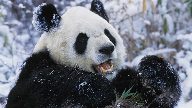 Pandí mládě v novém videu řádí v zasněžené zoo. Proč nedokáže hibernovat jako jiní medvědi?