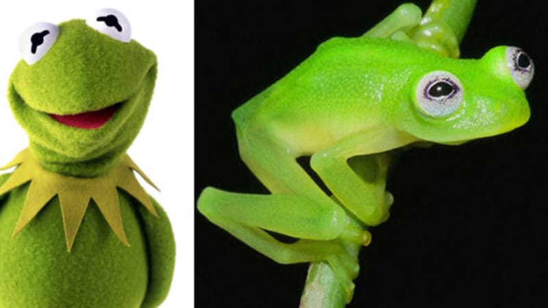 Biologové objevili nový druh žáby: podezřele se podobá žábě ze seriálu!