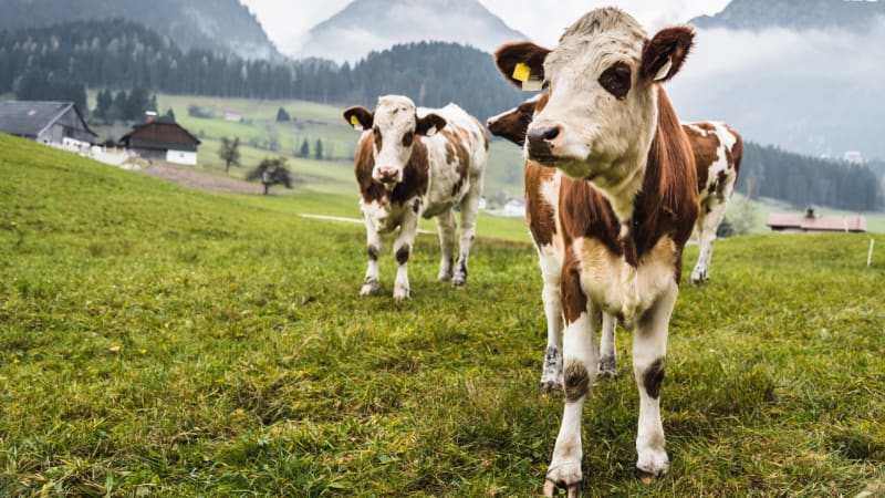 Krávy jsou inteligentní a citlivé a mají rády hlazení