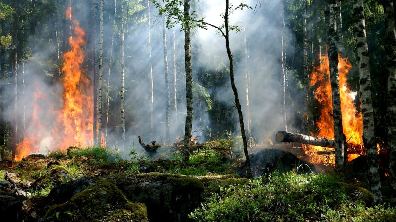 Lesní požáry udržují na Zemi miliardy litrů vody, tvrdí americká studie