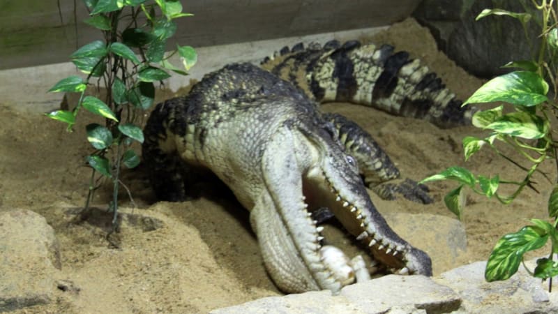 Jak se rodí krokodýli? V Česku takhle: