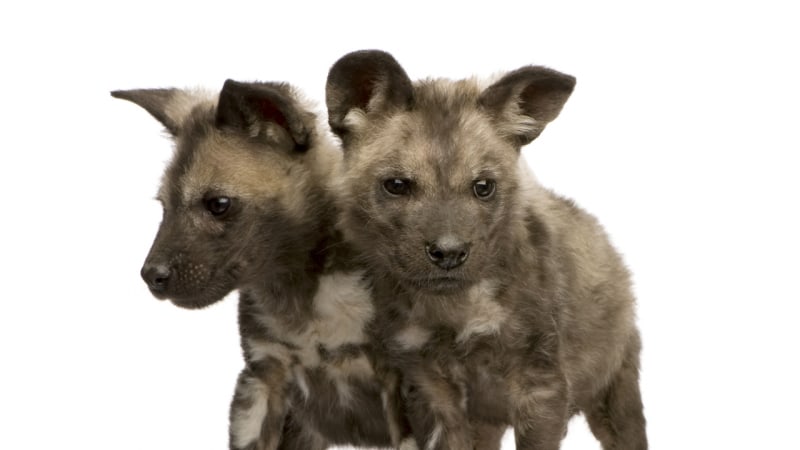 Pes hyenovitý: proč je tak ošklivý?