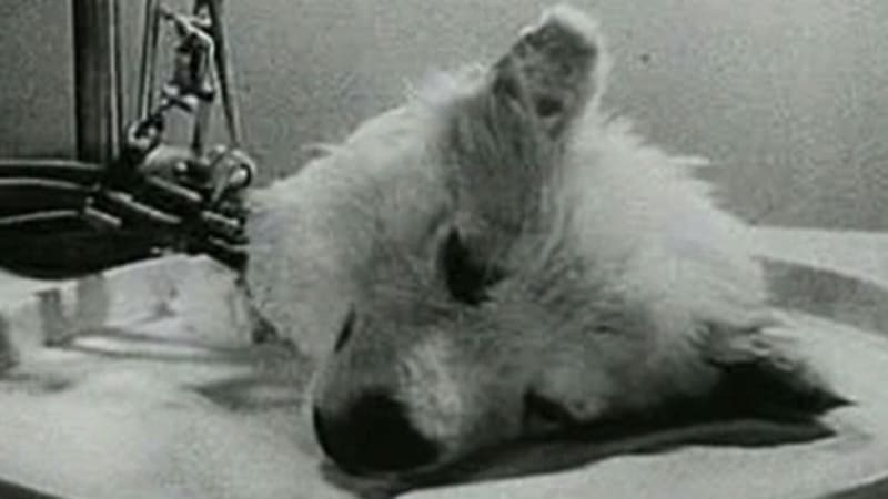 Nejodpornější vědecký experiment dějin: Sovětský pokus o zombifikaci psa