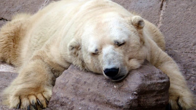 Zoologické zahrady cpou lední medvědy silnými antidepresivy, tvrdí známá autorka