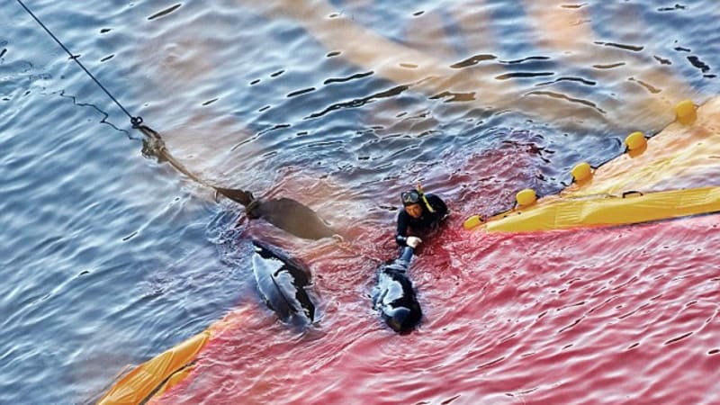 Turisté v Argentině nesmyslně zabili delfíní mládě. Bohužel je to fenomén