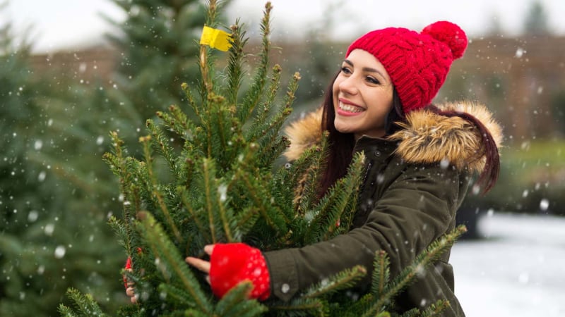 Skutečně umělým vánočním stromkem chráníte přírodu? Konečně přišla jasná odpověď
