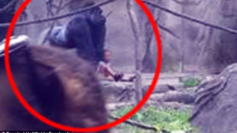Gorilí samec Harembe dítě neohrožoval! tvrdí slavný primatolog de Waal: